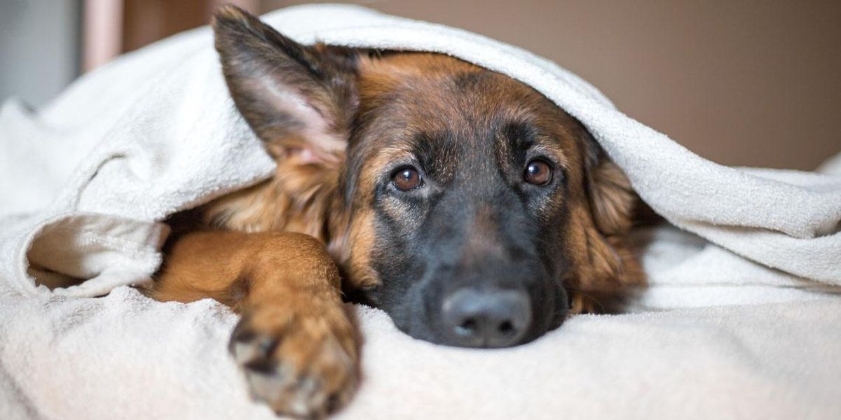 Dog trainer flies to Ukraine to save 35 military dogs