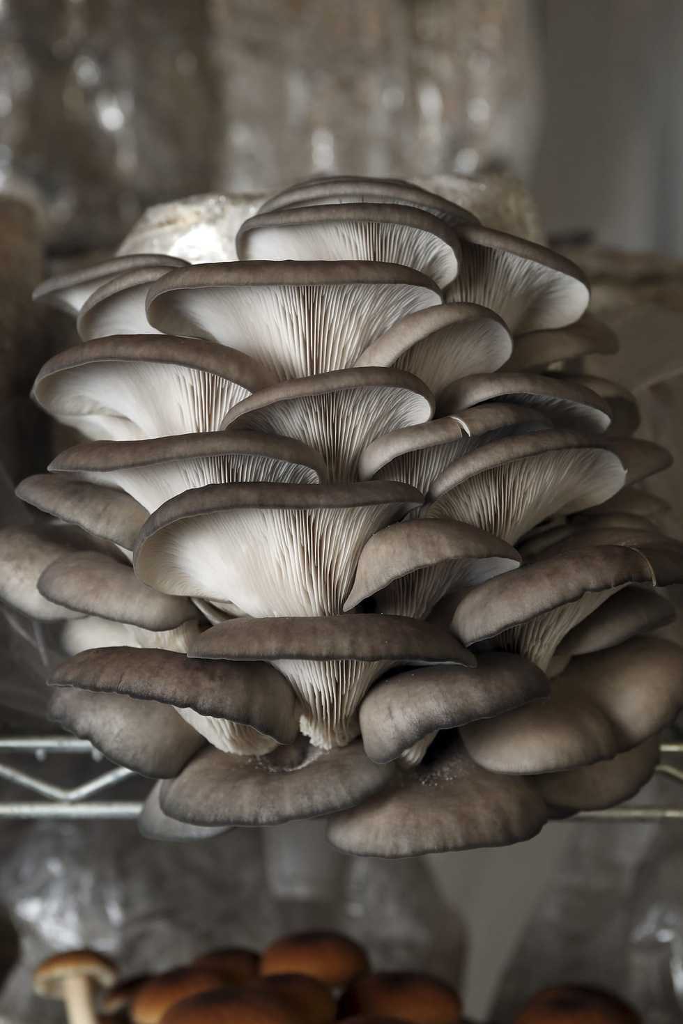 Chicago’s top fungi guy is out to save the world, one beautiful mushroom at a time