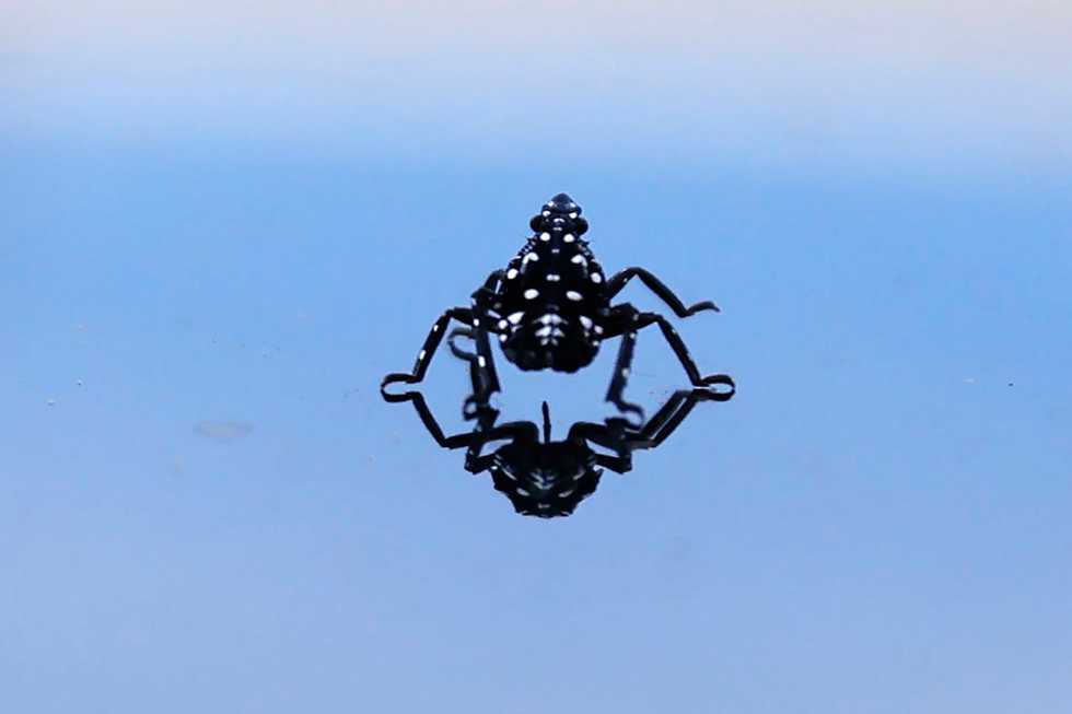 Spotted lanternflies are hatching again. But how far do they spread each year?