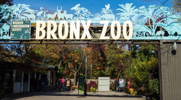 Bronx Zoo’s Happy the Elephant is ‘not a person,’ NY Court of Appeals rules