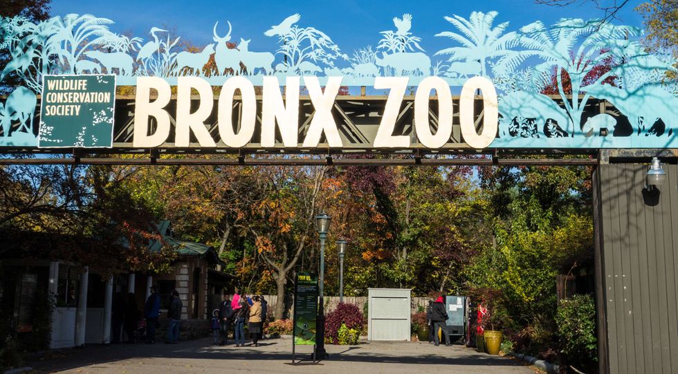 Bronx Zoo’s Happy the Elephant is ‘not a person,’ NY Court of Appeals rules