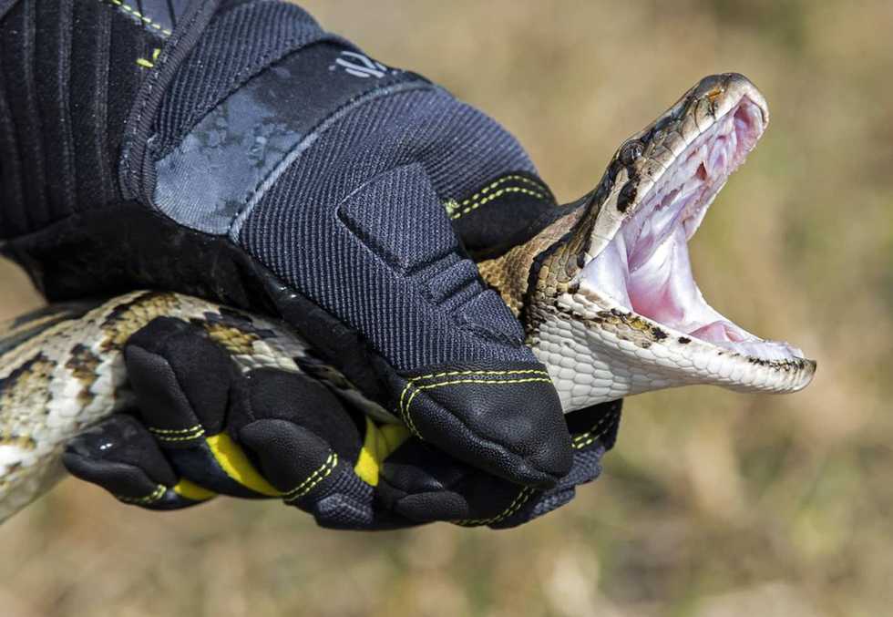 Calling all snake hunters. Florida opens registration for this year’s python challenge