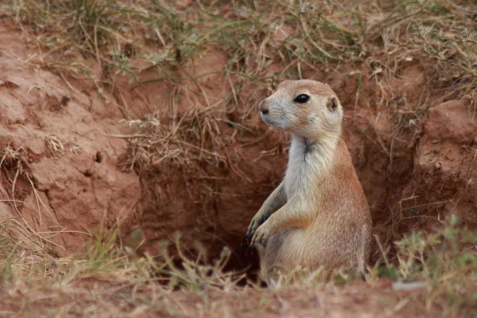 How Kansas, Missouri and prairie dogs were involved in first US outbreak of monkeypox