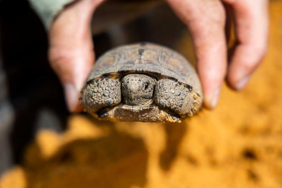 Saving Florida’s gopher tortoises