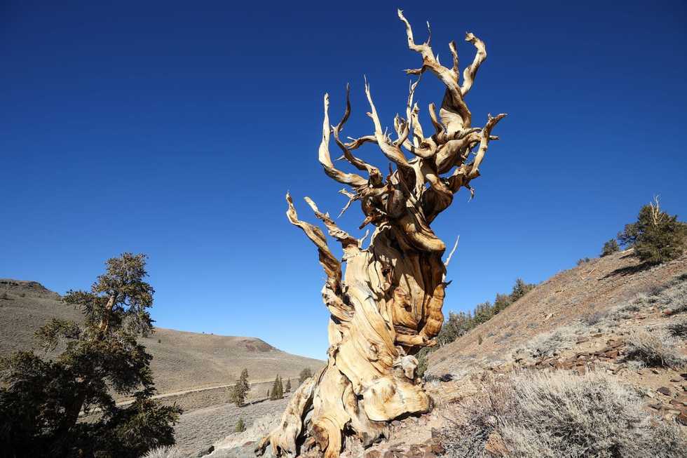 Bark beetles are killing the Earth's oldest trees. Can they be saved?
