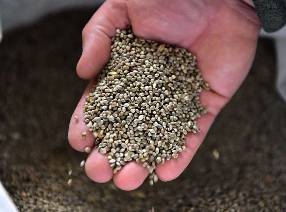 Hemp seeds might be nutrient bombs, but don't believe all the hype