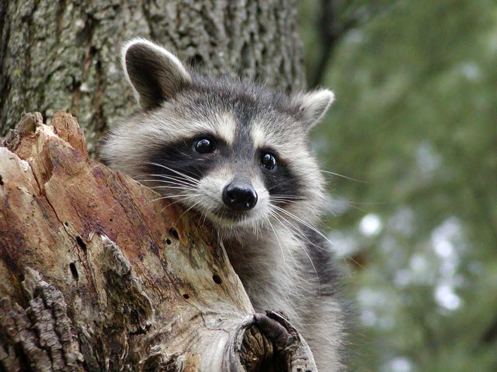 Worried about rabies? Here’s what to do if you’re bitten by an animal