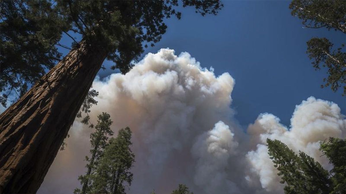 California wildfire threat to Yosemite giant sequoias 'almost gone'