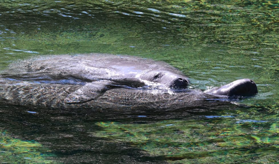 Florida manatees death toll grows but falls below record pace - Vimarsana News