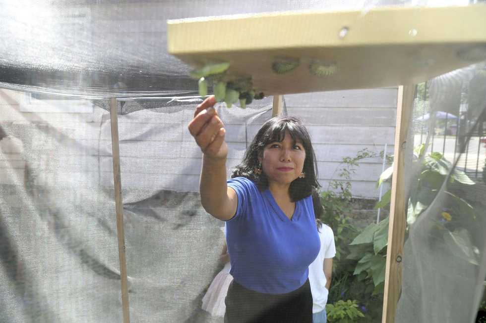Chicago family creates sanctuaries for monarch butterflies, identified by global group as an endangered species