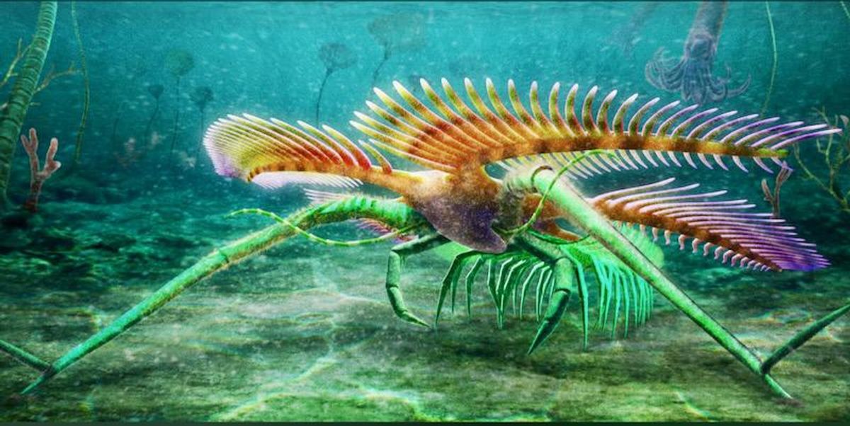 A new fossil discovery reveals a little more about arthropod evolution