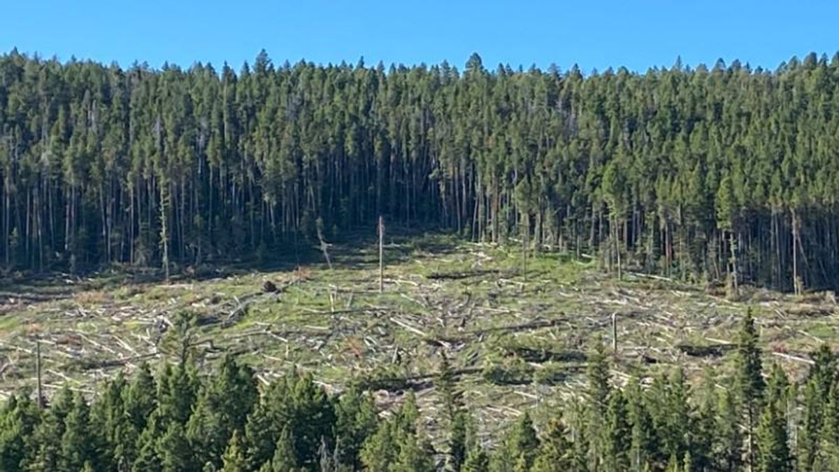 'Rank politics': expert warns of collaborators seeking to replace wilderness with 'backcountry'