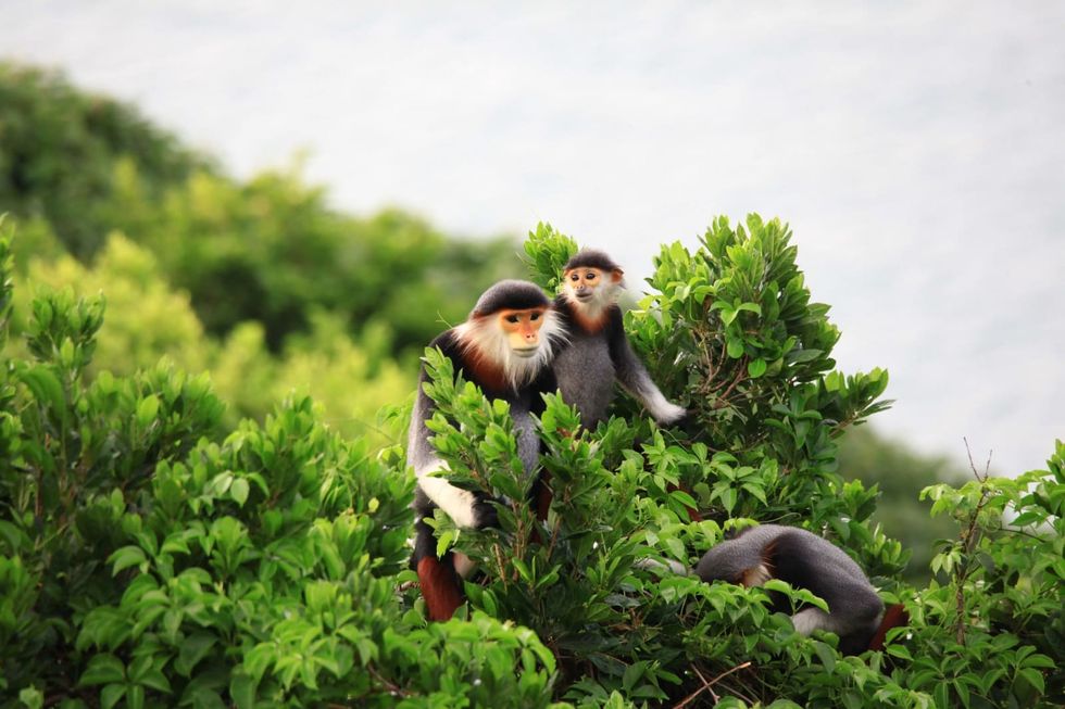 Meet the red-shanked douc, known as the 'Santa Claus' of the jungle - Vimarsana News