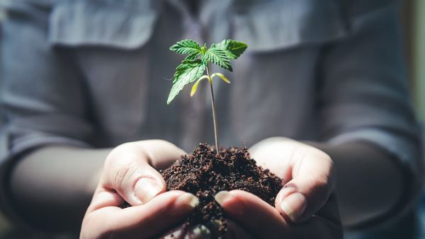Coffee Pot: New product makes medical marijuana users less sleepy