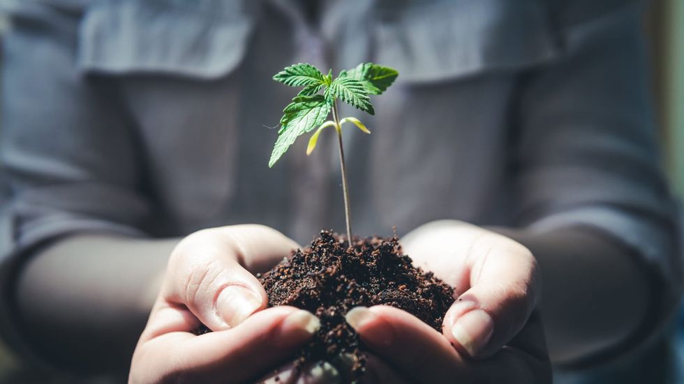 Coffee Pot: New product makes medical marijuana users less sleepy
