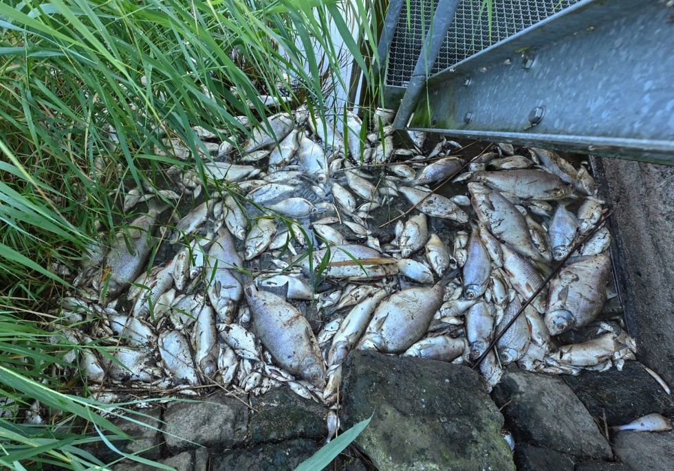 Polish prosecutors question more than 200 about mass fish deaths - Vimarsana News