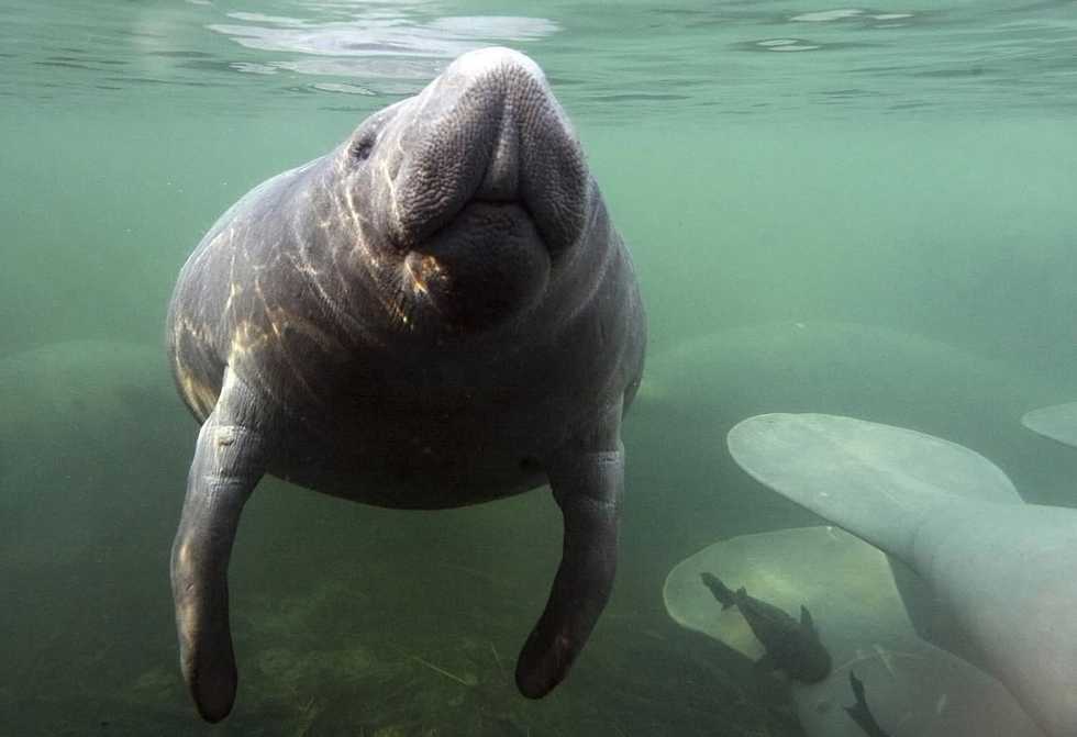 Manatee death toll in past dozen years equals current population