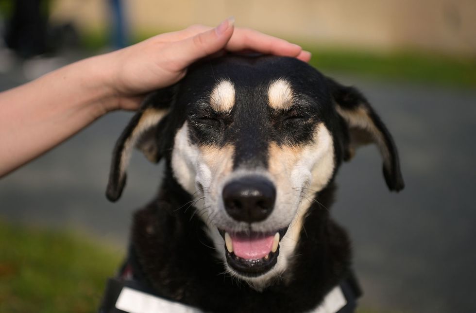 Dogs can shed tears of joy, Japanese study reveals 