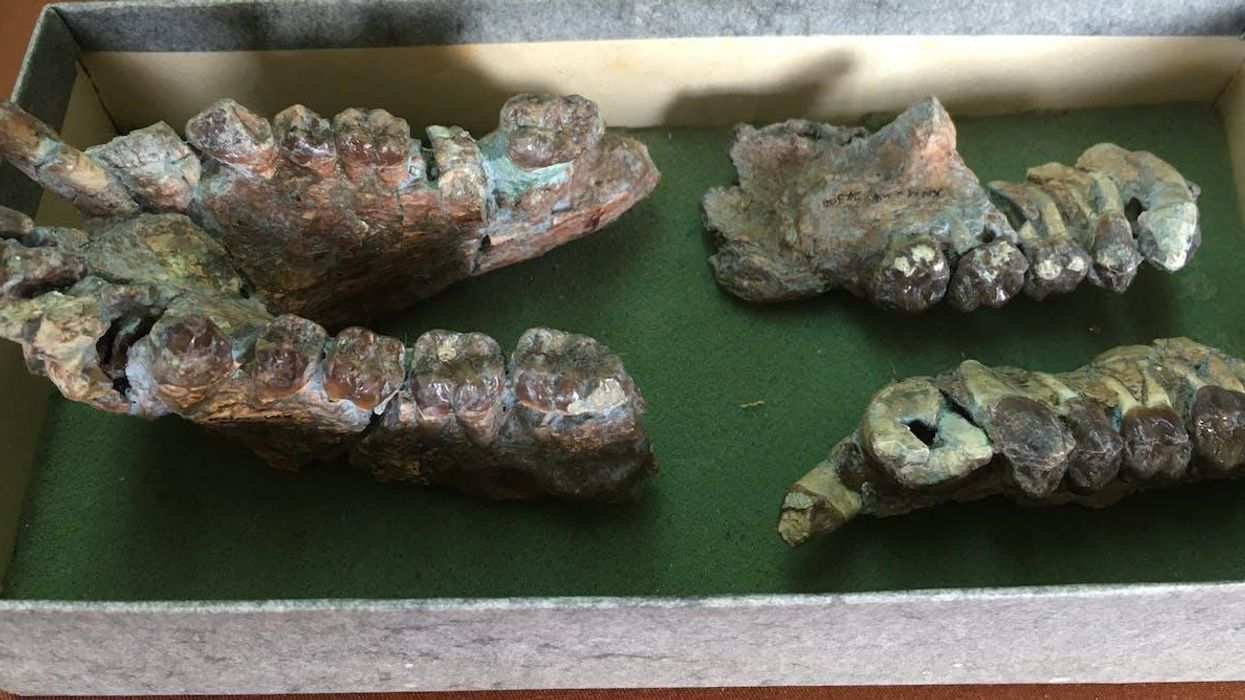 Revelations from 17-million-year-old ape teeth could lead to new insights on early human evolution