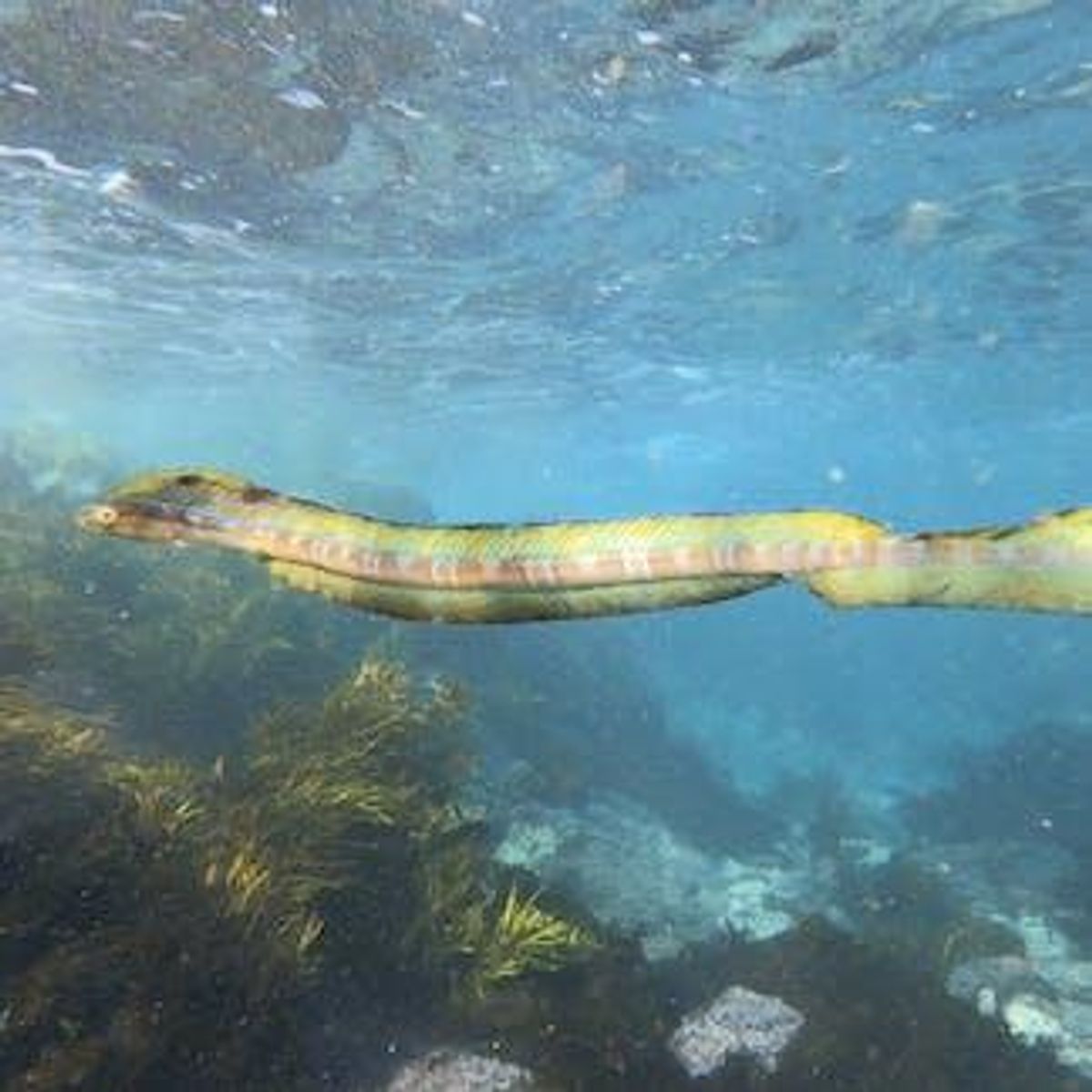 Thousands of photos captured by everyday Australians reveal the secrets of our marine life as oceans warm
