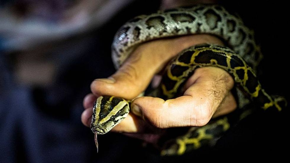 Burmese Pythons are destroying Florida’s ecosystem. These snake-hunting veterans are fighting back.