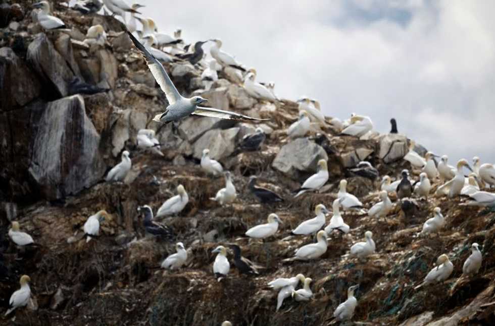 New bird flu wave in France raises fears deadly virus here to stay