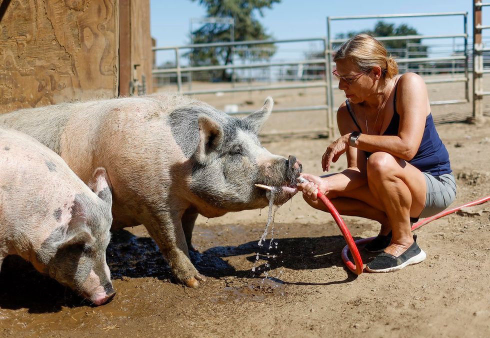 Heat wave: Bay Area farm animal owners have to get creative to keep cool