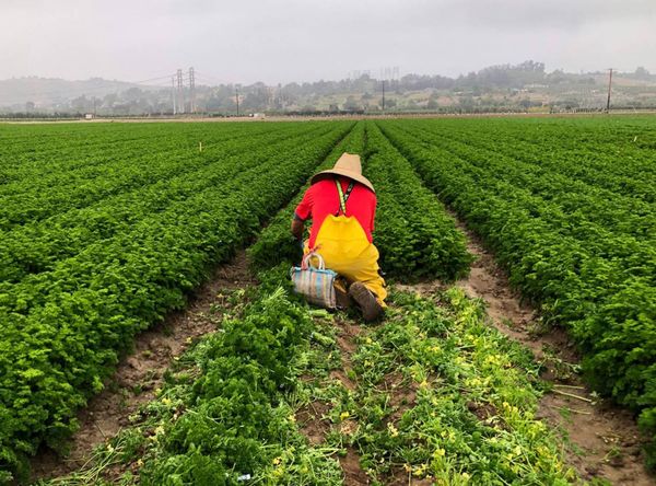 Caravan pressures Gov. Newsom to extend unemployment benefits to undocumented Californians