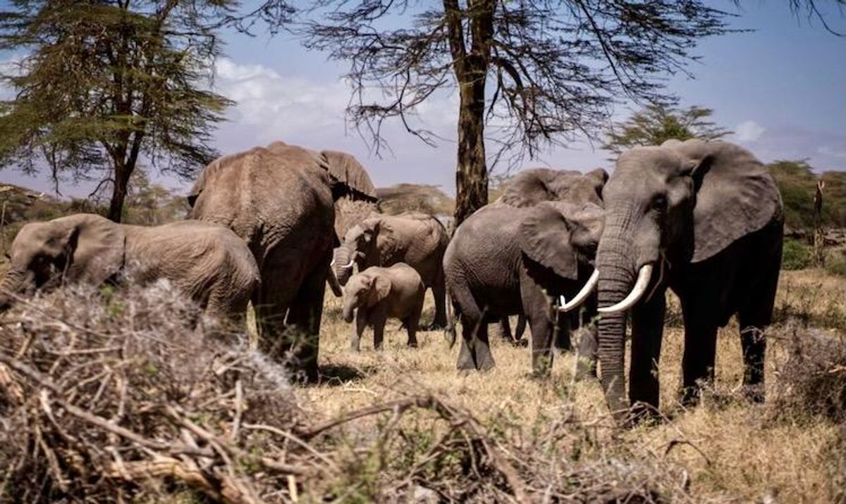 Dozens of elephants mysteriously dropped dead in Zimbabwe. Now, researchers know why.