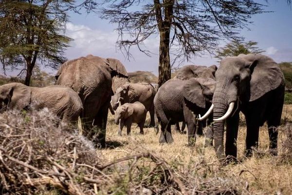 Dozens of elephants mysteriously dropped dead in Zimbabwe. Now, researchers know why.