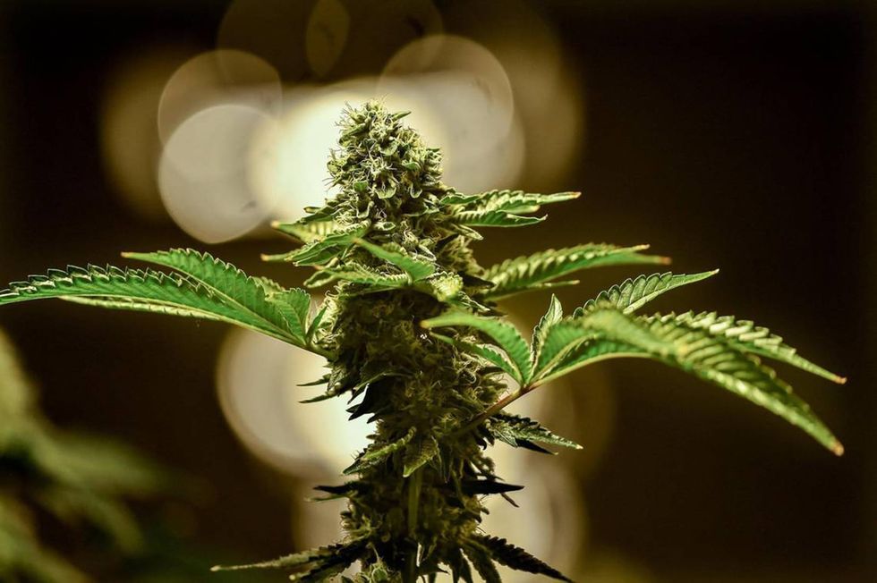 Missouri prosecutors, legalization advocates spar over public safety impact of marijuana vote