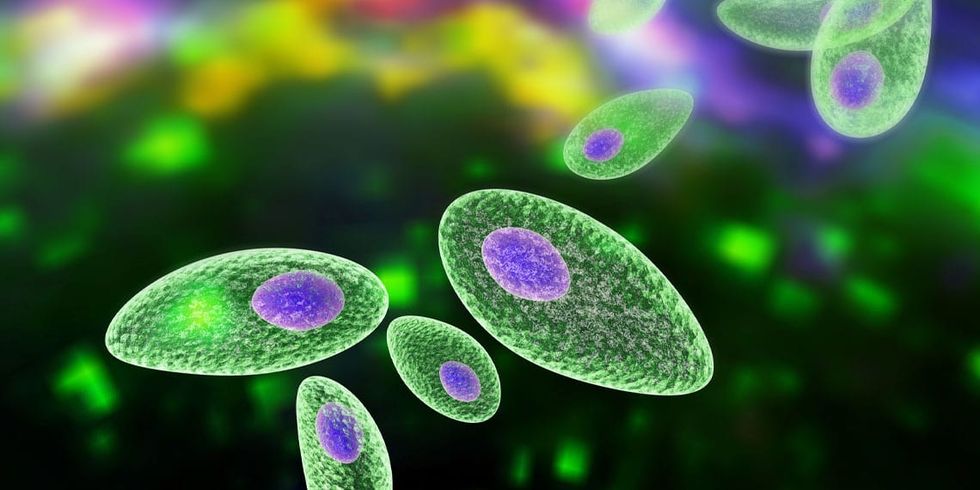 A common parasitic disease called toxoplasmosis might alter a person’s political beliefs