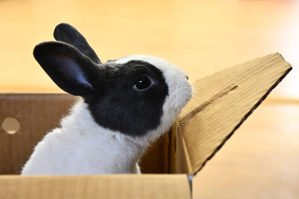 Bay Area economy, housing woes, vet shortage lead to soaring pet surrenders