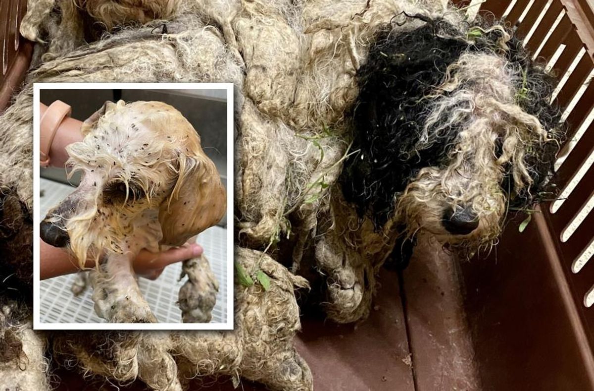 Iowa woman vanishes while facing 14 counts of animal neglect in two counties