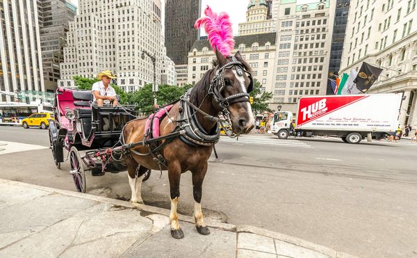 NYC carriage horse euthanized 2 months after collapsing on street