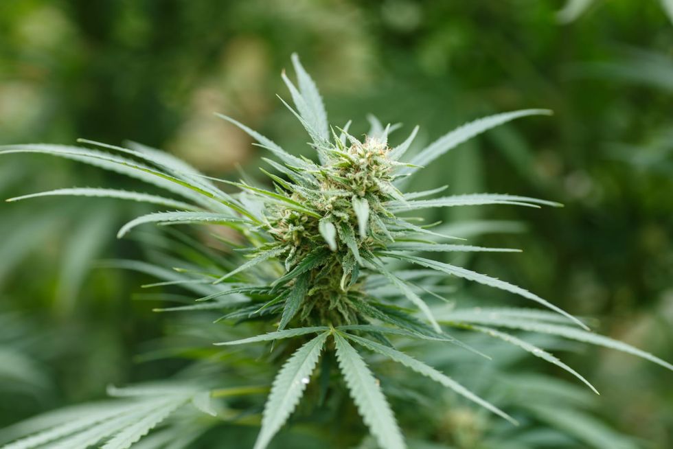 Legal pot raises questions about the future of workplace drug policies in Missouri