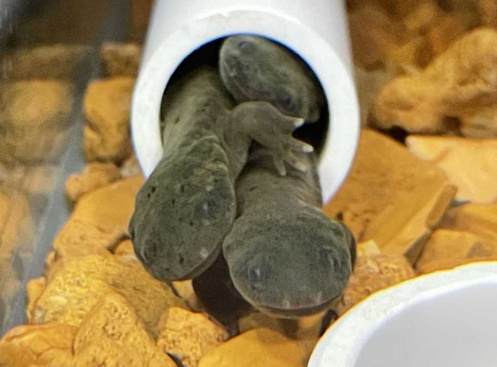 Experts work to breed struggling species