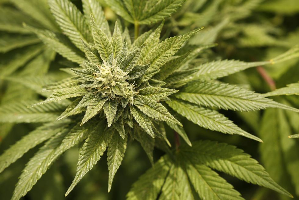 Police say hungry rats are to blame after 1,000 pounds of marijuana vanished in India