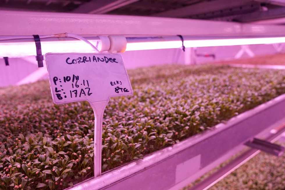 Food of the future: London air raid shelter to underground farm