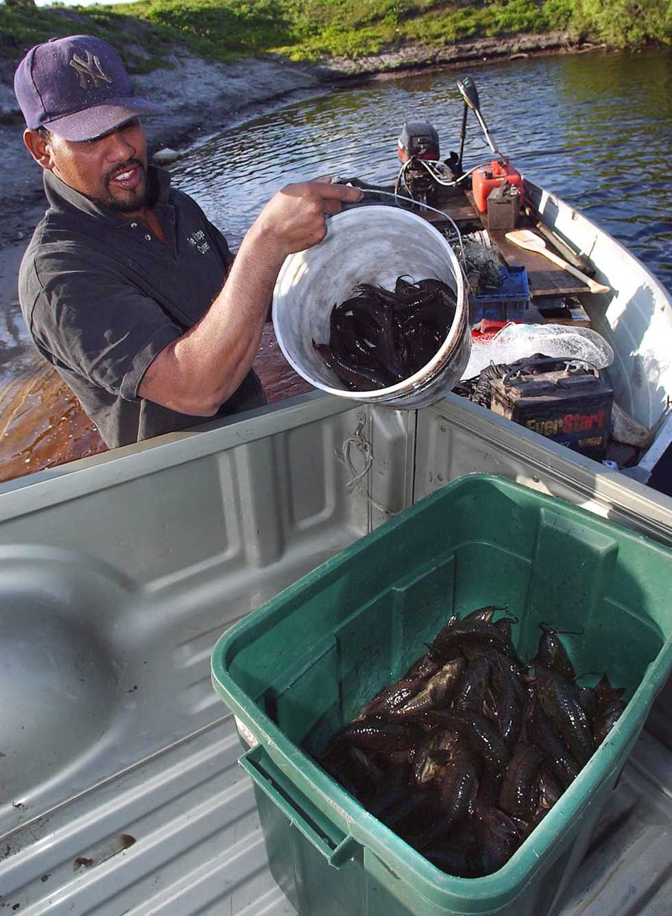 Climate change heats devil fish that possess St. Johns River