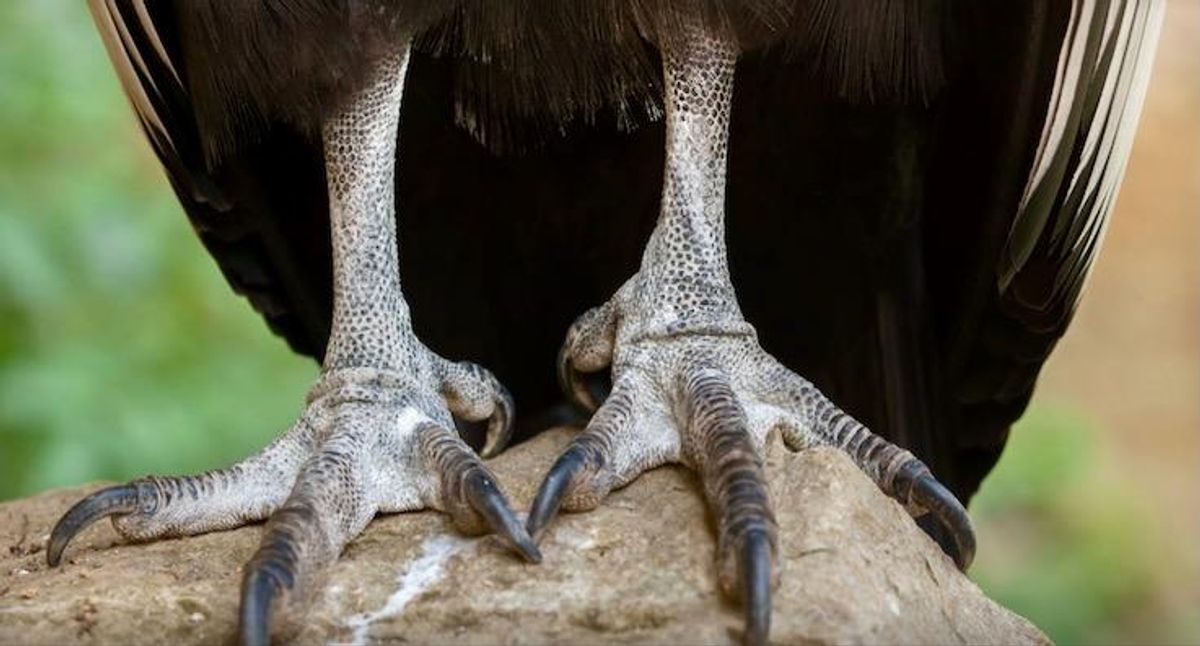 New fossil foot analysis reveals the surprising and varied lifestyles of dinosaur bird ancestors