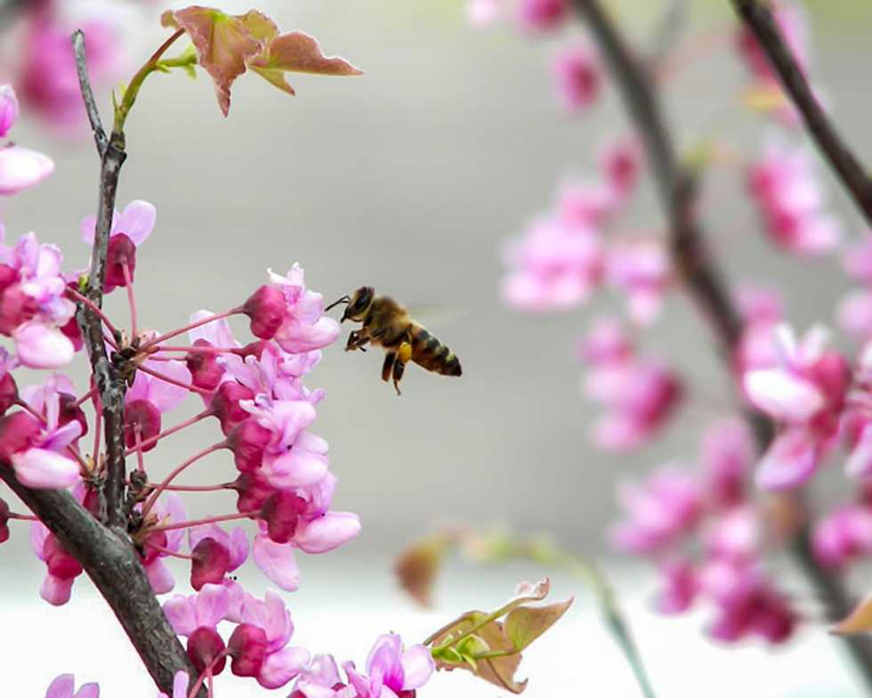 Honeybees are at risk, along with the crops they pollinate. These scientists think the solution lies in the insects’ brains