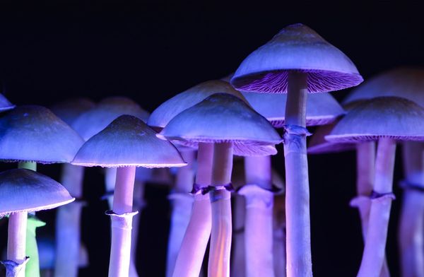Intensity of psychedelic experiences after taking psilocybin does not depend on body mass index, study suggests