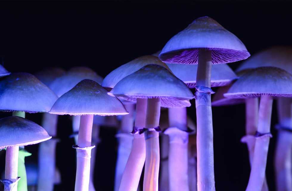 Intensity of psychedelic experiences after taking psilocybin does not depend on body mass index, study suggests