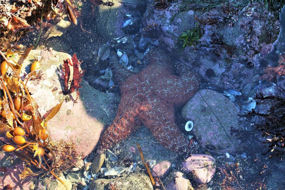 Disease nearly wiped out sea stars on California’s Central Coast. Is the population recovering?