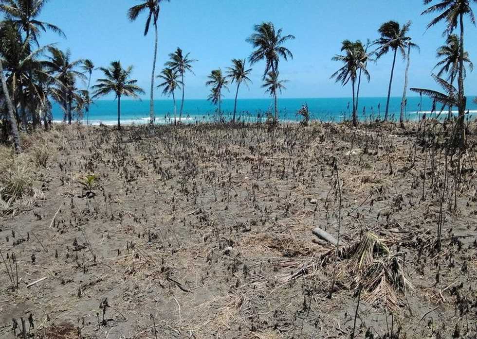 One year after volcanic blast, many of Tonga's reefs lay silent