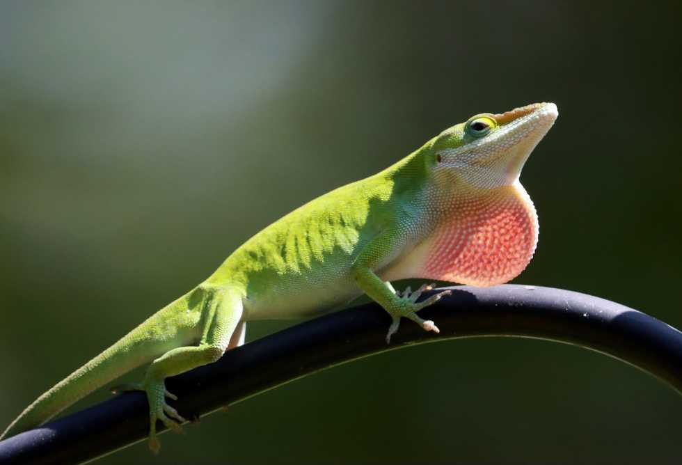 Florida seeing fewer falling iguanas as reptiles adapt to the cold