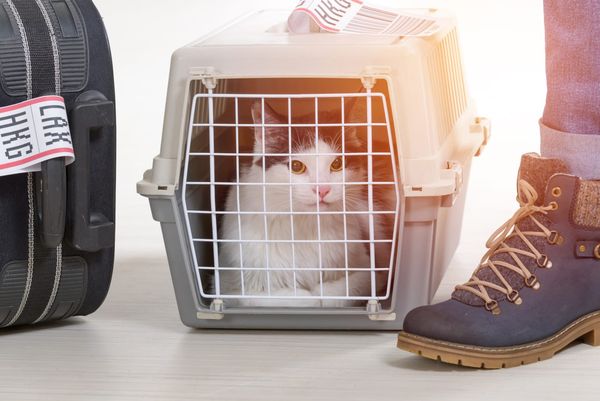 Planning a flight with your pet? Here are some options airlines offer