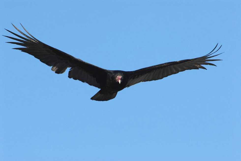 Dozens of vultures got stranded in the waters of the Florida Keys. What happened?