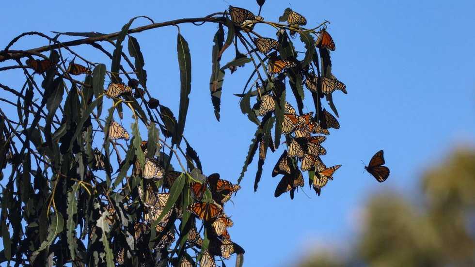 California’s final monarch butterfly count is in, and it’s even better than last year